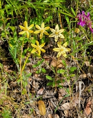 Triteleia ixioides