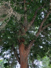 Paubrasilia echinata