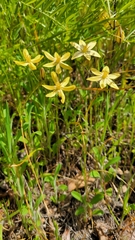 Triteleia ixioides