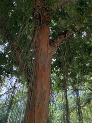 Paubrasilia echinata