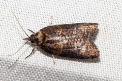 Maoritenes cyclobathra