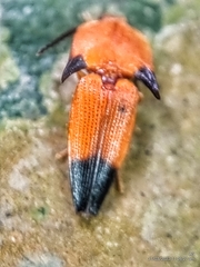 Pachyderes apicalis