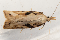 Apoctena persecta