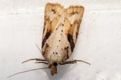 Apoctena persecta