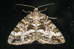 Pseudocoremia lactiflua