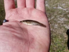 Fundulus pulvereus