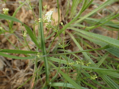 Galium timeroyi