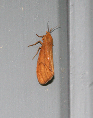 Virbia opella