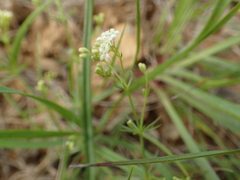 Galium timeroyi