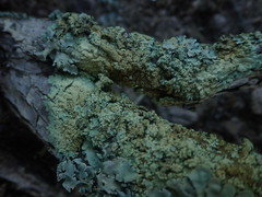 Flavoparmelia soredians