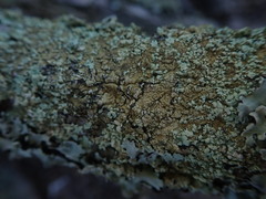 Flavoparmelia soredians