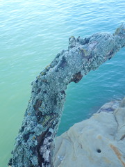 Heterodermia tremulans