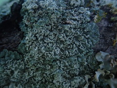 Heterodermia tremulans