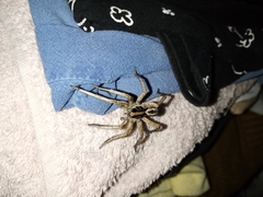 Schizocosa malitiosa