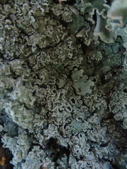 Heterodermia tremulans