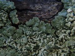 Heterodermia tremulans