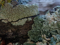 Heterodermia tremulans