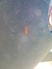 Tetragnatha versicolor