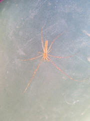 Tetragnatha versicolor