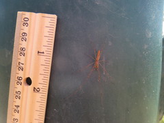 Tetragnatha versicolor