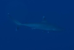 Carcharhinus albimarginatus