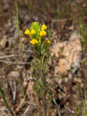 Castilleja lacera