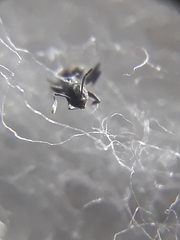 Technomyrmex albipes