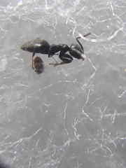 Technomyrmex albipes