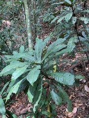 Rudgea macrophylla