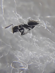 Technomyrmex albipes