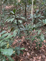 Rudgea macrophylla