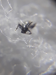 Technomyrmex albipes