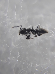 Technomyrmex albipes