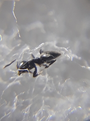 Technomyrmex albipes