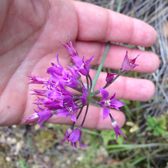 Allium crispum