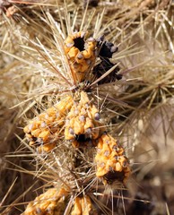 Cylindropuntia davisii