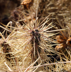 Cylindropuntia davisii