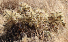 Cylindropuntia davisii