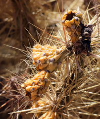 Cylindropuntia davisii