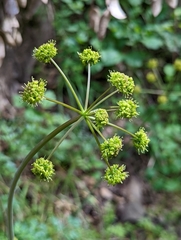 Lomatium dissectum dissectum