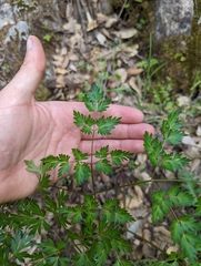 Lomatium dissectum dissectum