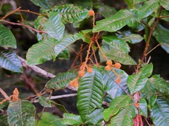 Mischocarpus lachnocarpus