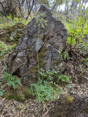 Lomatium dissectum dissectum