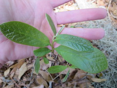 Asimina parviflora