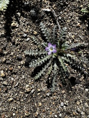 Gilia diegensis