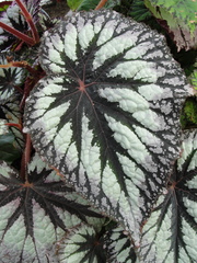 Begonia rex-cultorum