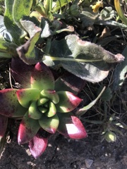 Dudleya caespitosa