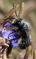 Osmia ribifloris