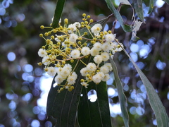 Acacia flavescens