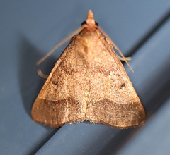 Arippara disticha
